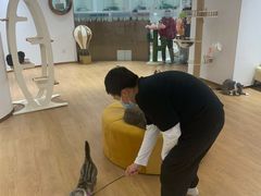 -1013 PET SHOP精品宠物商店(丁香店)