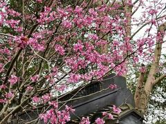 -杭州植物园