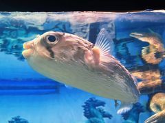 -烟台海昌鲸鲨海洋公园