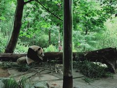 -都江堰中华大熊猫苑