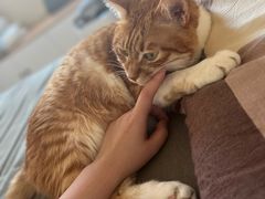 -瑞派福兴宠物医院犬猫全科·骨科·中西医结合(河东店)