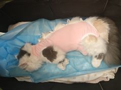 -瑞派·关忠动物医院·猫专科·犬专科(三环新城店)