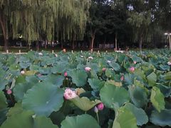 -莲花池公园