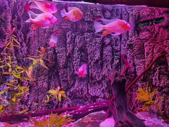 -上海海洋水族馆