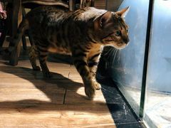 -more than meow吴止猫主题餐厅(承德 中船汇店)