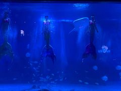 -烟台海昌鲸鲨海洋公园