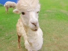 -常州淹城野生动物世界