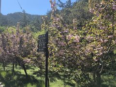 -金龙寺国家森林公园