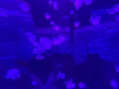 -海合安武汉极地海洋公园