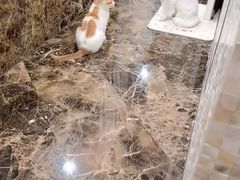-美联众合动物医院·24h转诊中心