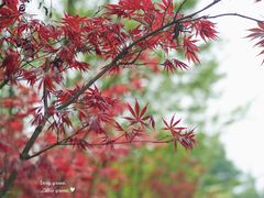 -桤木河湿地公园