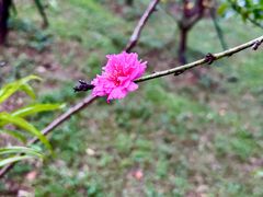 -桃花涧