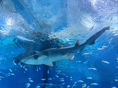 -海合安武汉极地海洋公园