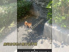 -上海崇明金茂凯悦酒店