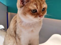 -飞行喵MR PILOT|猫舍·猫咖(静安大融城店)