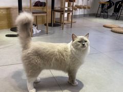 -Heymao猫咖.咖啡厅(东门店)