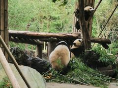-都江堰中华大熊猫苑