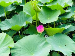 -长春市南湖公园