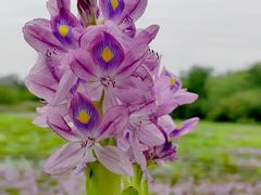 -白鹭湾湿地公园