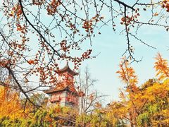 -四川大学(华西校区)