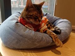 -绒爪撸猫下午茶·猫咖
