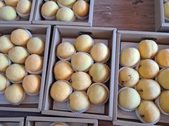 -南汇新场正宗水蜜桃采摘