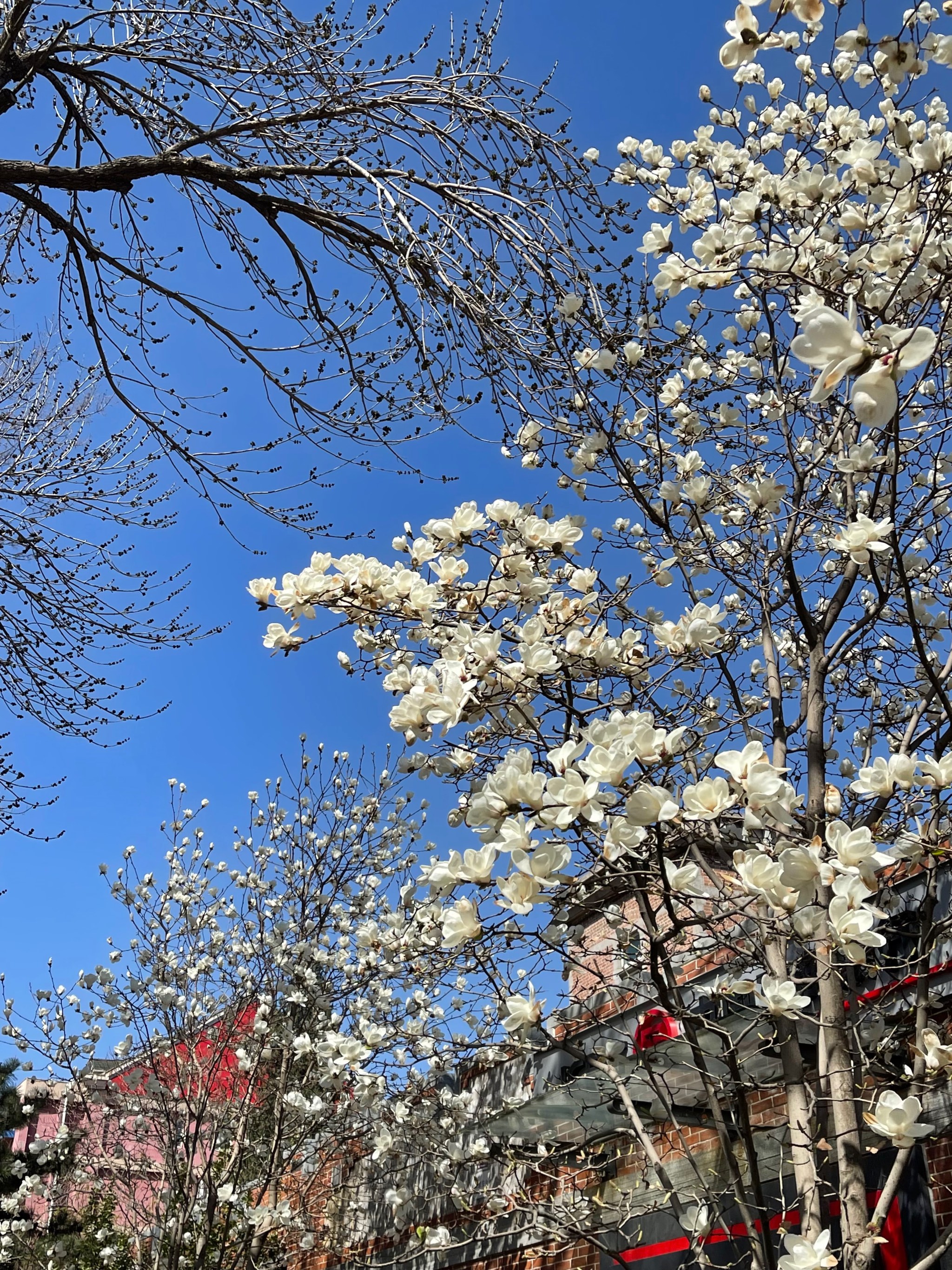 京城最美花季