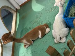 -藦茜花园宠物主题亲子互动体验馆(国顺东路店)