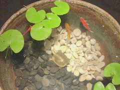 -曲水兰亭(北京四惠店)