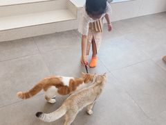 -飞行喵MR PILOT|猫舍·猫咖(静安大融城店)
