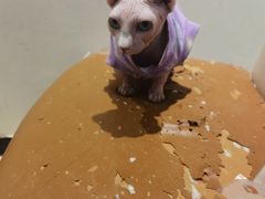 -藏猫猫咖啡主题馆(中央大道店)