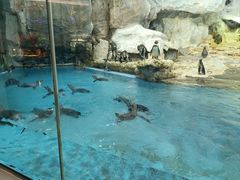 -帝企鹅自助餐厅•儿童岛•真企鹅(长隆企鹅酒店)