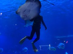-烟台海昌鲸鲨海洋公园