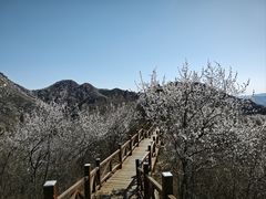 -大岭沟猕猴桃谷风景区