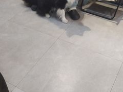 -伟伟宠物医院·CT影像中心·瑞派犬猫综合性门诊(汉口总院)