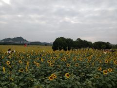 -光明小镇欢乐田园