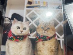 -猫抓烤肉(春熙路店)