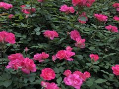 -上海鲜花港