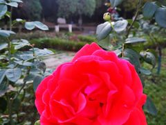 -花溪公园