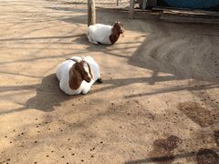 -草根堂农场