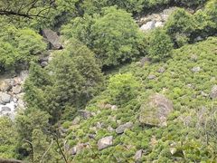 -石台牯牛降景区