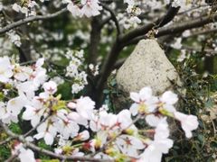 -苏州上方山国家森林公园