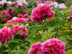 -曹州百花园