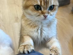 -有喵·猫咖·狗咖·30几只猫10只小狗(岗厦店)