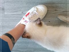 -猫十亿·布偶金渐层·曼基康矮脚猫舍(青年路店)