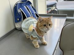 -爱佳宠物中心医院24H·CT·骨外科·猫专科(瑶海万达店)
