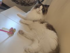 -滚猫咖啡·猫咖·猫友好撸猫(未来城店)