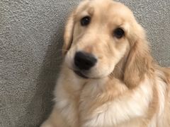 -小狗上班·狗咖·猫咖·小奶狗·摄影(南山店)