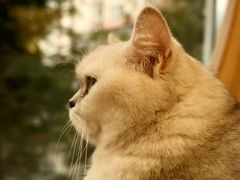 -猫和宫(六道口店)