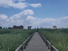 -哈素海